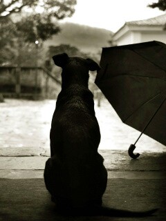 Собака и зонтик обои