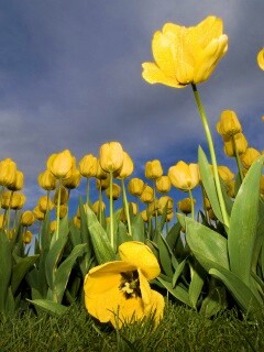 Жёлтые тюльпаны обои