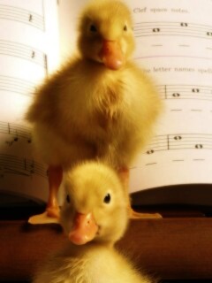 Музыкальные утята обои