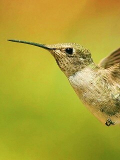 Колибри в полёте обои