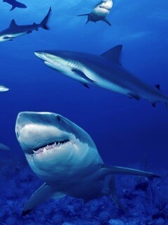 Стая акул обои