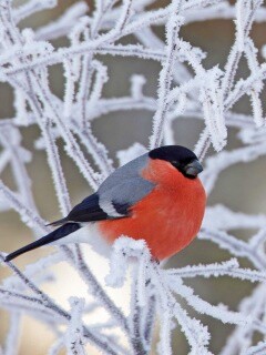 Снегирь на ветке обои