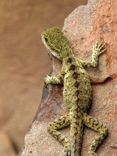 Ящерица на камне обои
