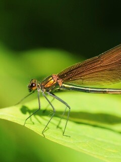 Стрекоза на листе обои