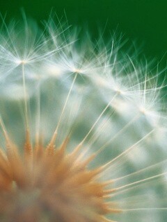Макро фото одуванчика обои