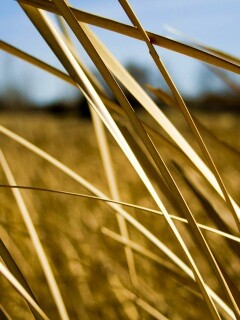 Желтая трава обои