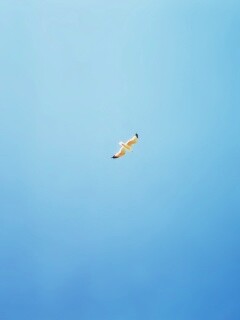 Полет  обои