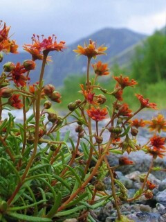 Горные цветы обои