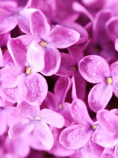 Цветы сирени обои