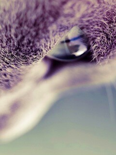 Макро фото мордашки кота обои