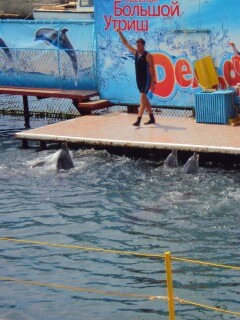 Утро в дельфинарии обои