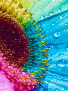 Цветик семицветик обои