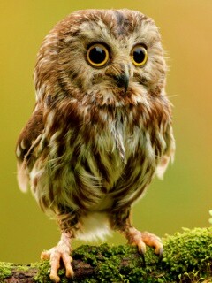 Забавный совёнок обои