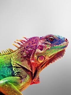 Игуана обои