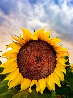 Подсолнухи обои