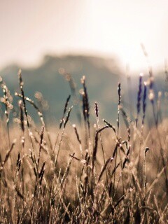 Поле пшеницы обои