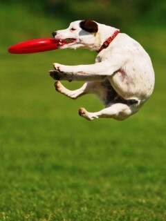 Ловкач обои