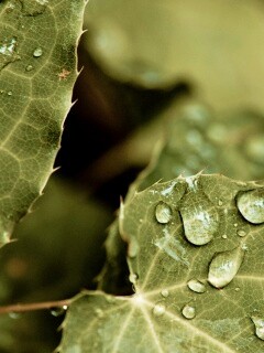 Капельки росы на листьях обои