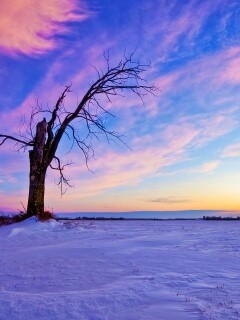 Сломанное дерево в снежной тундре обои