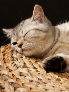 Пушистый кот спит на корзине обои