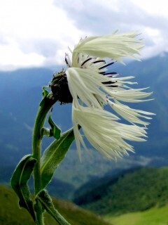 Горный цветок обои