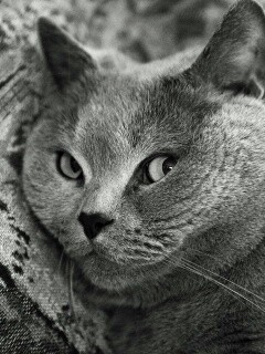 Щекастый британский котик обои