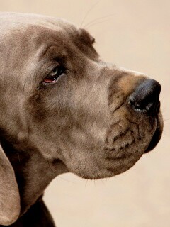 Грустная собака обои