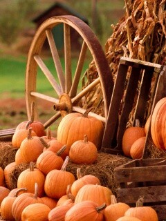 Урожай обои