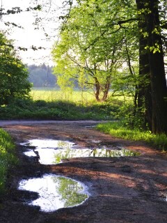 Лесная дорога обои