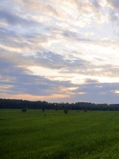 Дорога к лесу обои