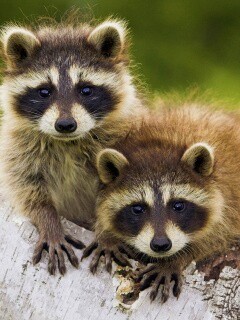 Полосатики обои