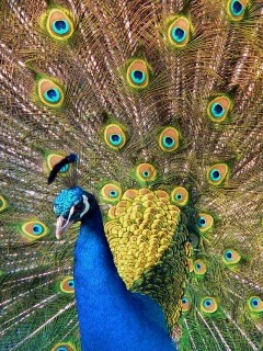 Павлин, говоришь... обои