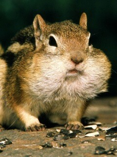 Не жадный, а бережливый обои