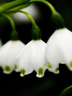 Белые ландыши обои