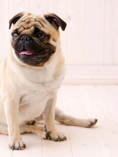 Симпатичный мопс на полу обои