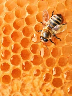 Пчела на сотах с медом обои
