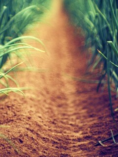 Тропинка в траве обои