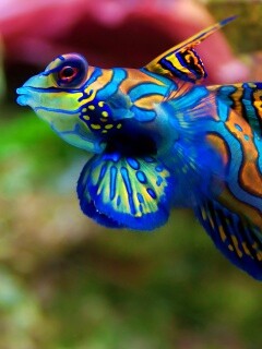 Разноцветная рыбка обои