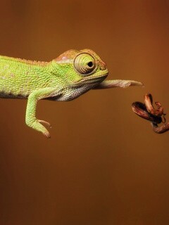 Ящерка тянется к ветке обои