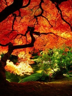 Под оранжевой кроной обои