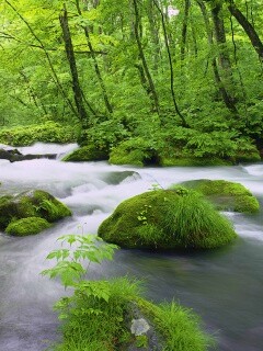 Лесная река обои