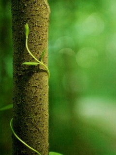 Стебелек на стволе деревца обои