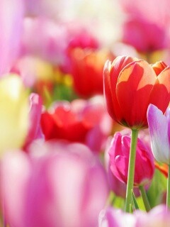 Красивые тюльпаны обои