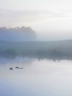 Ducks on a Misty Pond обои