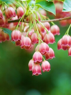 Красные колокольчики обои