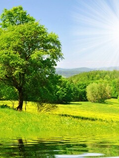 Дерево у воды обои