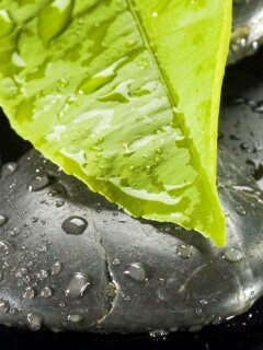 Зеленый лист на черных камнях обои