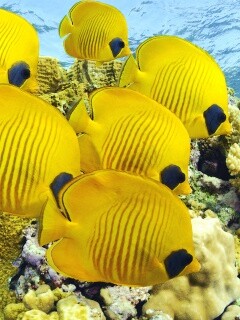 Желтые рыбки обои