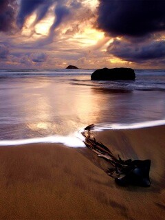 Коряга на пляже обои