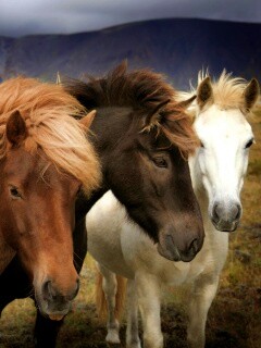 Мустанги обои